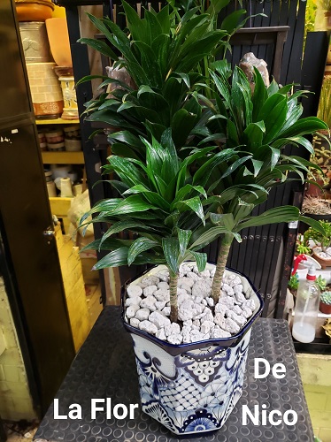 Mercado Martínez de la torre-La Flor de Nico